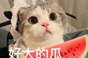 娱乐吃瓜小猫咪小说,小猫咪的娱乐圈冒险之旅